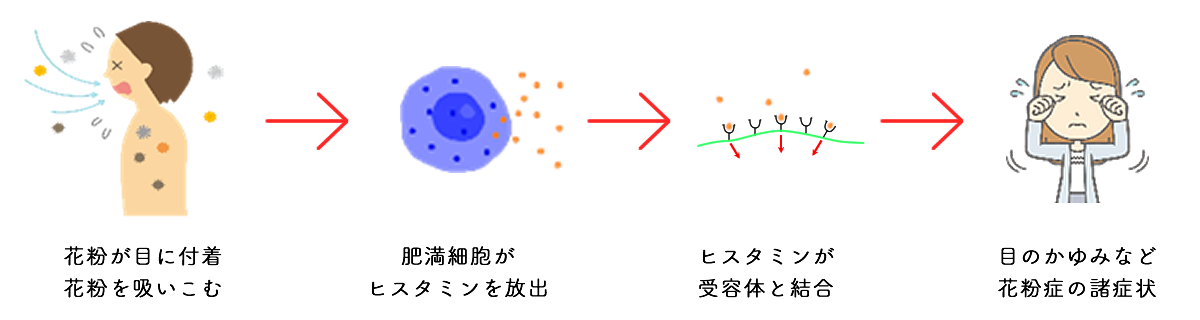 アレルギー 初期療法の仕組み