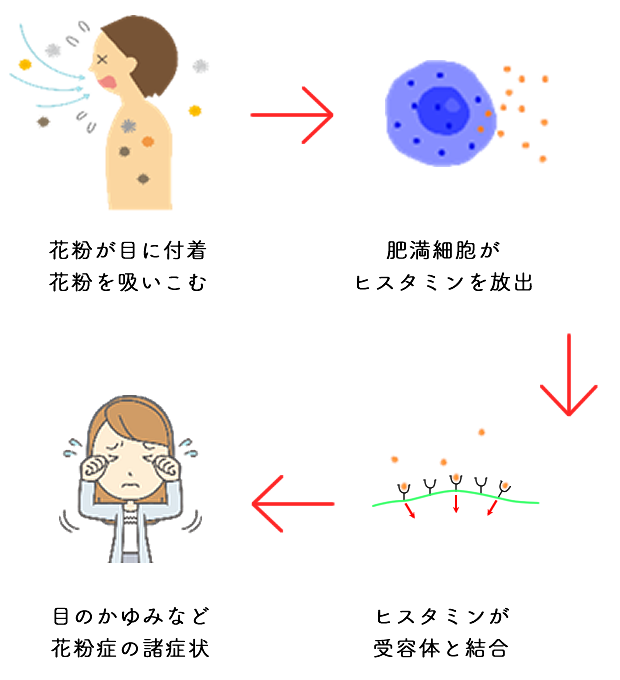 アレルギー 初期療法の仕組み